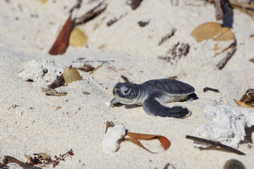 Baby Turtle 