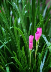 pink rain lily flowers