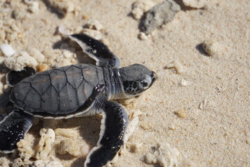 Baby Turtle 