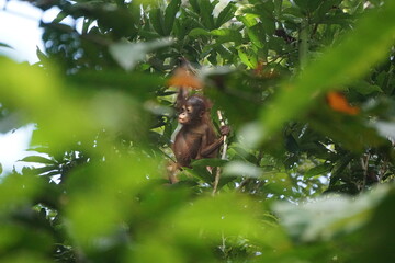 Bornean orangutan © Martin