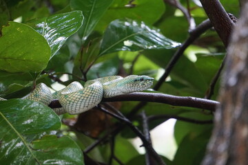 Green viper in Bako National Park