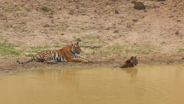 full shot of mother tigress with her two tiger cubs staring possible prey and resting near natural water body and reflection in bandhavgarh national park forest madhya pradesh india - panthera tigris