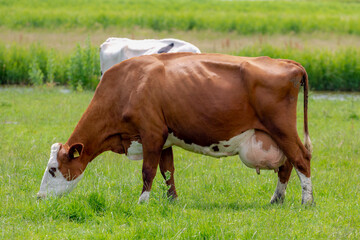 Naklejka na ściany i meble Orange brown cow with big udder standing and eating fresh grass on green meadow, Typical landscape in Holland during spring, Open farm with dairy cattle on the field in countryside in Netherlands.