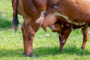 Selective focus of a calf suckling milk from mother's udder, Young female orange brown Dutch cow...