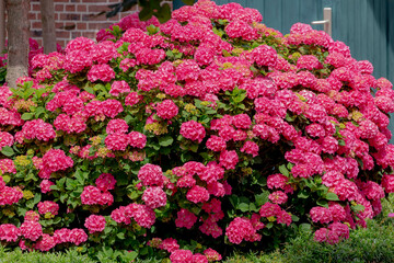 Fototapeta na wymiar Selective focus of Hydrangea in the garden, Bushes of colorful purple pink ornamental flower, Hortensia flowers are produced from early spring to late autumn, Natural floral texture background.