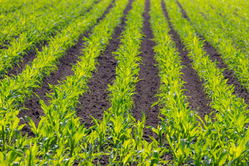 Cultivation and agriculture concept, Plot of young plant corn field in a row or line, Landscape...