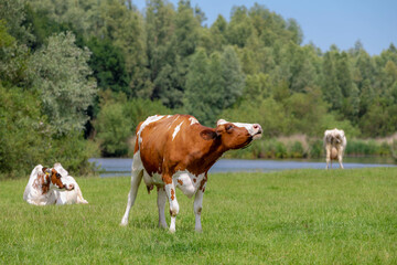 Orange and white Dutch cow standing and wailing on green meadow, Typical summer polder landscape in Holland, Open farm with dairy cattle on the field in countryside farm, Netherlands.