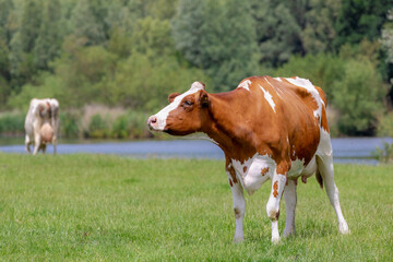 Naklejka na ściany i meble Selective focus of orange and white Dutch cow walking on green meadow, Holland typical polder landscape in summer, Open farm with dairy cattle on the grass field in countryside, Netherlands.