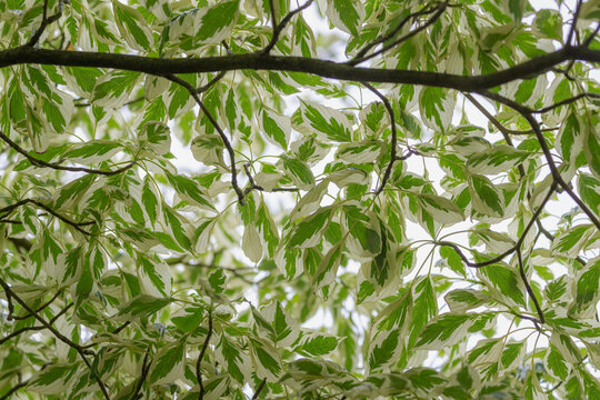 Selective focus of white green mottle leafs on the tree, Cornus controversa is a species of flowering plant in the genus Cornus of the dogwood family Cornaceae, Nature leaves pattern background.