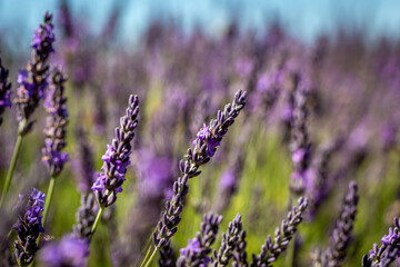 An abundance of lavender in the summer sunshine