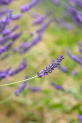 A close up of a lavender flower, with a shallow depth of field