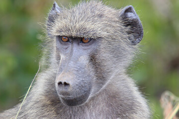 Chacma baboon, Kruger National Park, South Africa