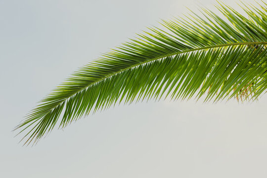 Leaves of palm tree on blue sky, summertime travel background. Tropical nature banner. Template for business, covers, cosmetics packaging, interior decoration, phone case.