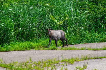 ホテル駐車場に出没したニホンカモシカ © WAWA