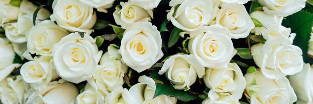 close-up of huge bouquet of white roses. background of many roses wedding, day of St. Valentine