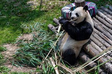 giant panda eating bamboo 