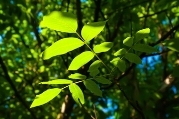 Fototapeta na wymiar Green walnut leaves. Close-up of a branch with glare on the leaves. Natural green background. Selective soft focus. Light and shadow