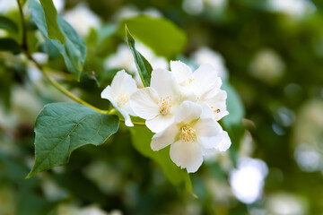 Jasmine flowers. White fragrant flowering jasmine in a garden. Natural floral background. Selective soft focus.