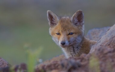 Red Fox (Vulpes vulpes) is a wild animal that lives in suitable habitats in Asia, Europe, America and North Africa. It is common in Turkey, especially in Karacadag.