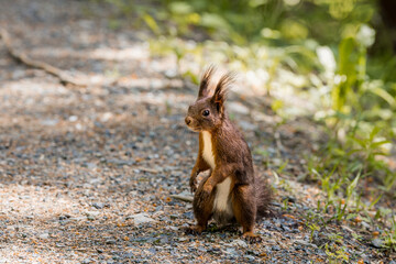 Naklejka na ściany i meble Red squirrel (Sciurus vulgaris) in the woods of Arosa, Graubünden
