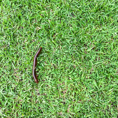 Brown millipede crawls on green grass