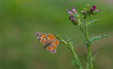 Nymphalidae butterfly (Vanessa cardui) seen in the garden Hevsel of Diyarbakir in Turkey. You can seen this butterly in de spring, summer and autumn