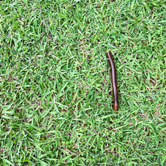 Brown millipede crawling, green grass, garden