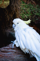white cacatua, cackatoo on natural background in a zoo or in the wild