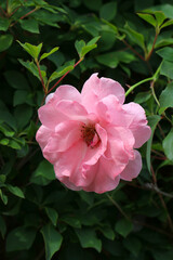 Obraz premium Light pink flower head of Rosa chinensis (China rose, Monthly rose), close up macro photography.