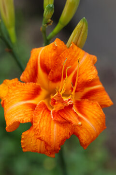 Orange day lily (Hemerocallis fulva var. fulva), flower head close up macro photography.
