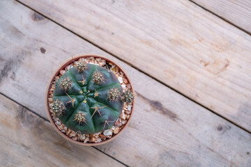 Fototapeta na wymiar green cactus in the pots on wood table and sun light, top view
