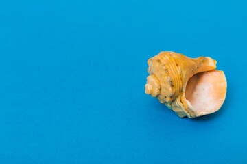 Beach seashells on colored background. Mock up with copy space