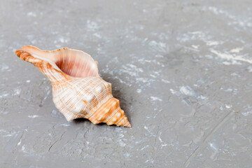 Obraz na płótnie Canvas Beach seashells on colored background. Mock up with copy space