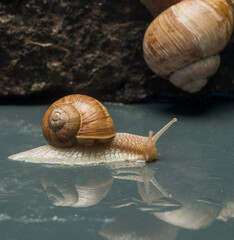 beautiful snail close-up on wet stones