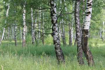 birch grove 