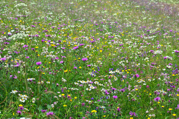 Wildflowers, white camomile, yellow flowers of wild buttercup, pink clover, violet bellflower, pink cornflowers on meadow in summer