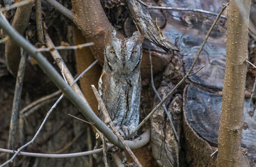 Eurasian Scops Owl (Otus scops) is one of the best night hunters. It is also one of the best camouflaged animals in the world.