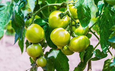 A bunch of tomatoes ripens on the branches of a plant close-up