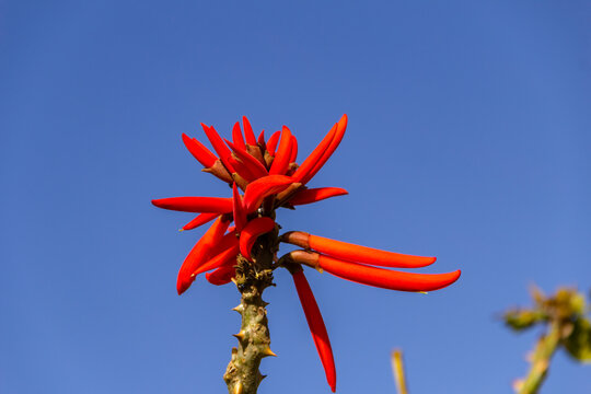 Um galho de mulungu com um cacho de flores, com céu azul ao fundo. Erythrina speciosa.