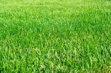 Obraz premium Green grass background texture. A design element. Clouse up.