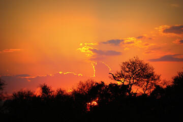 Obraz premium African sunset in the Kruger National Park, South Africa