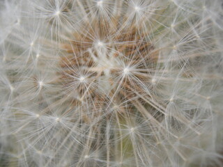 Obraz na płótnie Canvas close up of dandelion