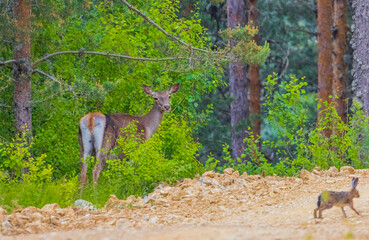 Red deer (Cervus elaphus) is one of the largest deer species in the world. He lives in many parts of Europe. The only deer species living in Africa