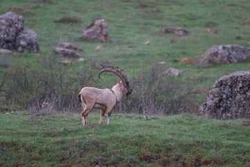 Wild goats (Capra aegagrus) live in rocky mountains covered with caves and grasses at 1500 meters high rocky places. This photograph was taken in the Elazıg City o Turkey.