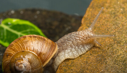 beautiful snail close-up on wet stones