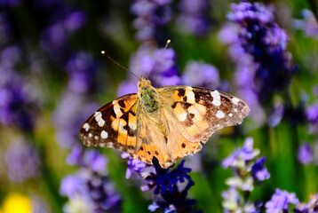 painted lady batterfly macro on purple lavender flower. Venessa Cardui. beauty in nature. wildlife, outdoors and gardening. pollination concept. colorful wings. closeup view. lush green background.
