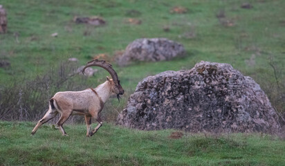 Wild goats (Capra aegagrus) live in rocky mountains covered with caves and grasses at 1500 meters high rocky places. This photograph was taken in the Elazıg City o Turkey.