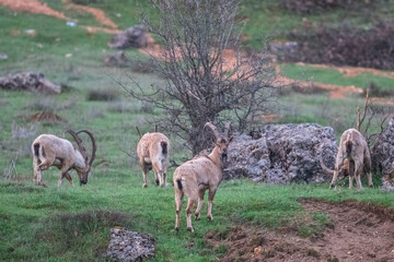 Wild goats (Capra aegagrus) live in rocky mountains covered with caves and grasses at 1500 meters high rocky places. This photograph was taken in the Elazıg City o Turkey.