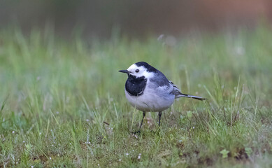 White Wagtail (Motacilla alba) is a common bird species living in wetlands