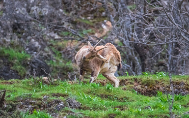 Wild goats (Capra aegagrus) live in rocky mountains covered with caves and grasses at 1500 meters high rocky places. This photograph was taken in the Elazıg City o Turkey.